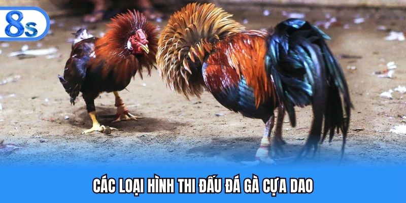 Các loại hình thi đấu đá gà cựa dao