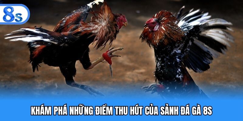 Khám phá những điểm thu hút của sảnh đá gà 8S